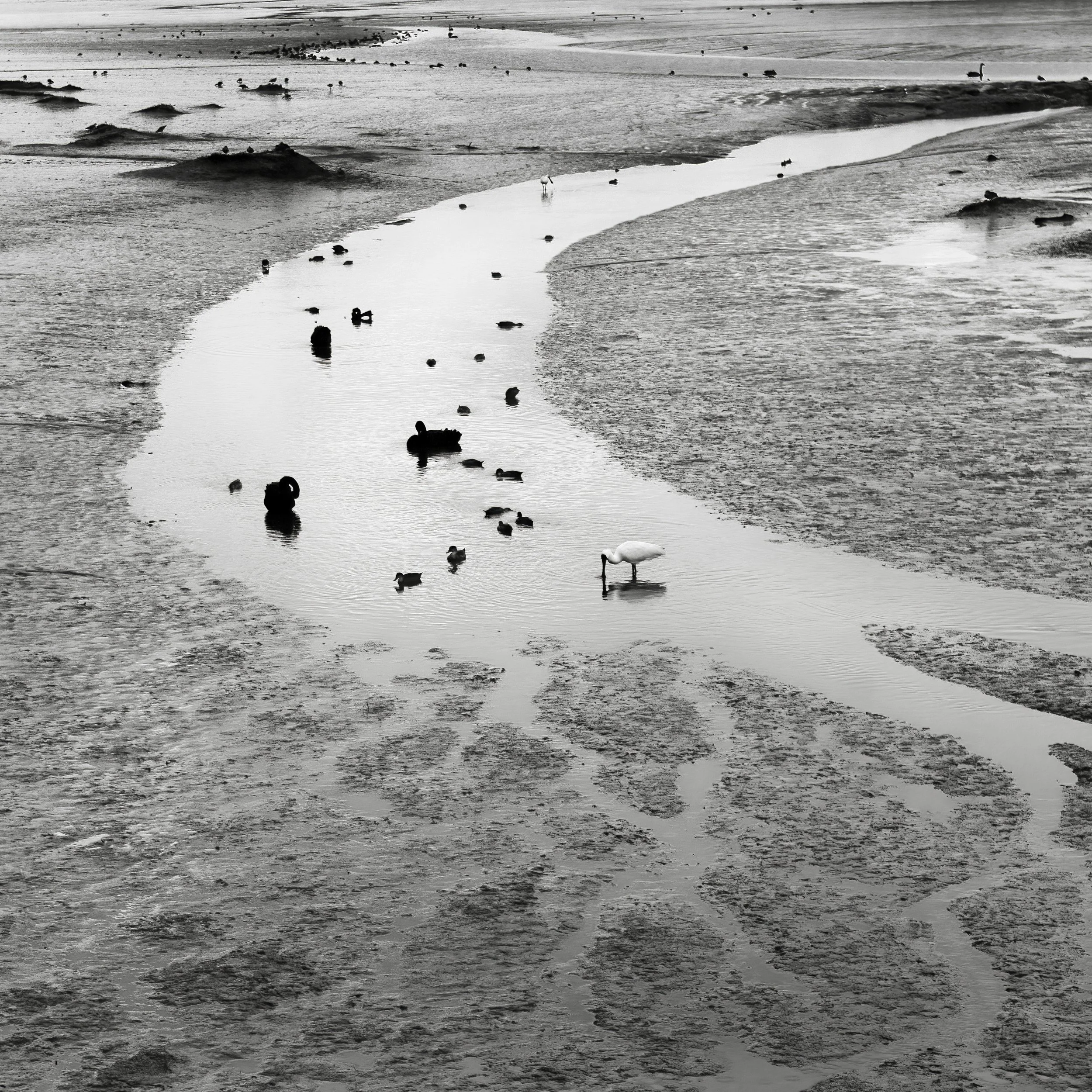 Mudflats and Birds, Tasmania 2025