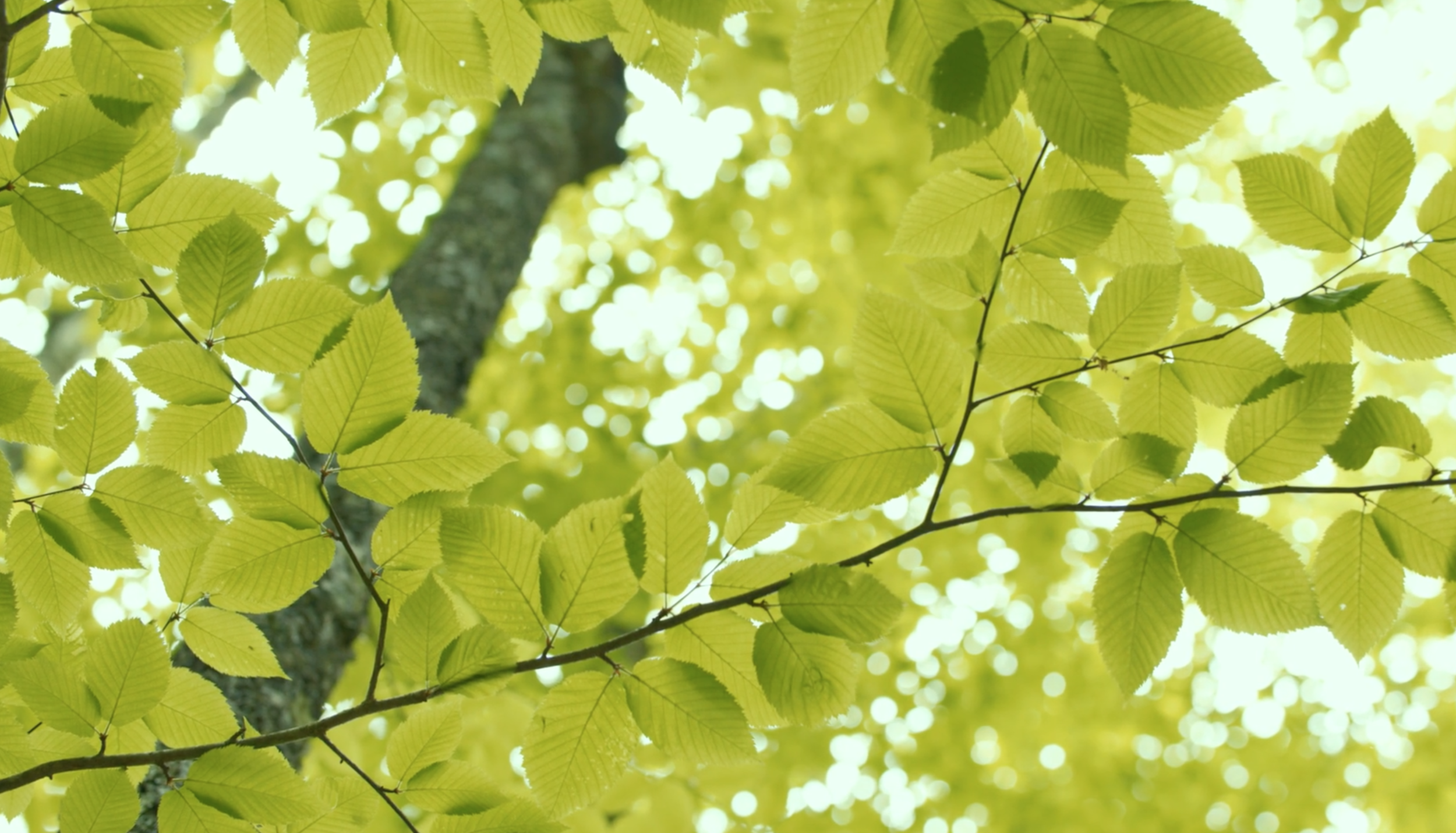 Screen Shot 2020-07-15 at 8.34.13 AM.png