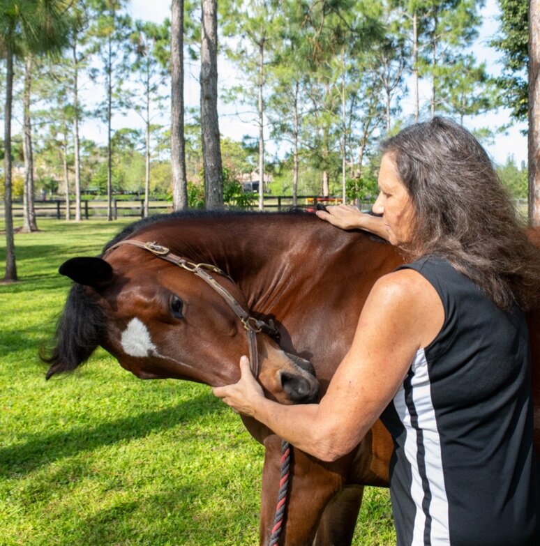 Equine Courses Equalign Equine Courses Equalign