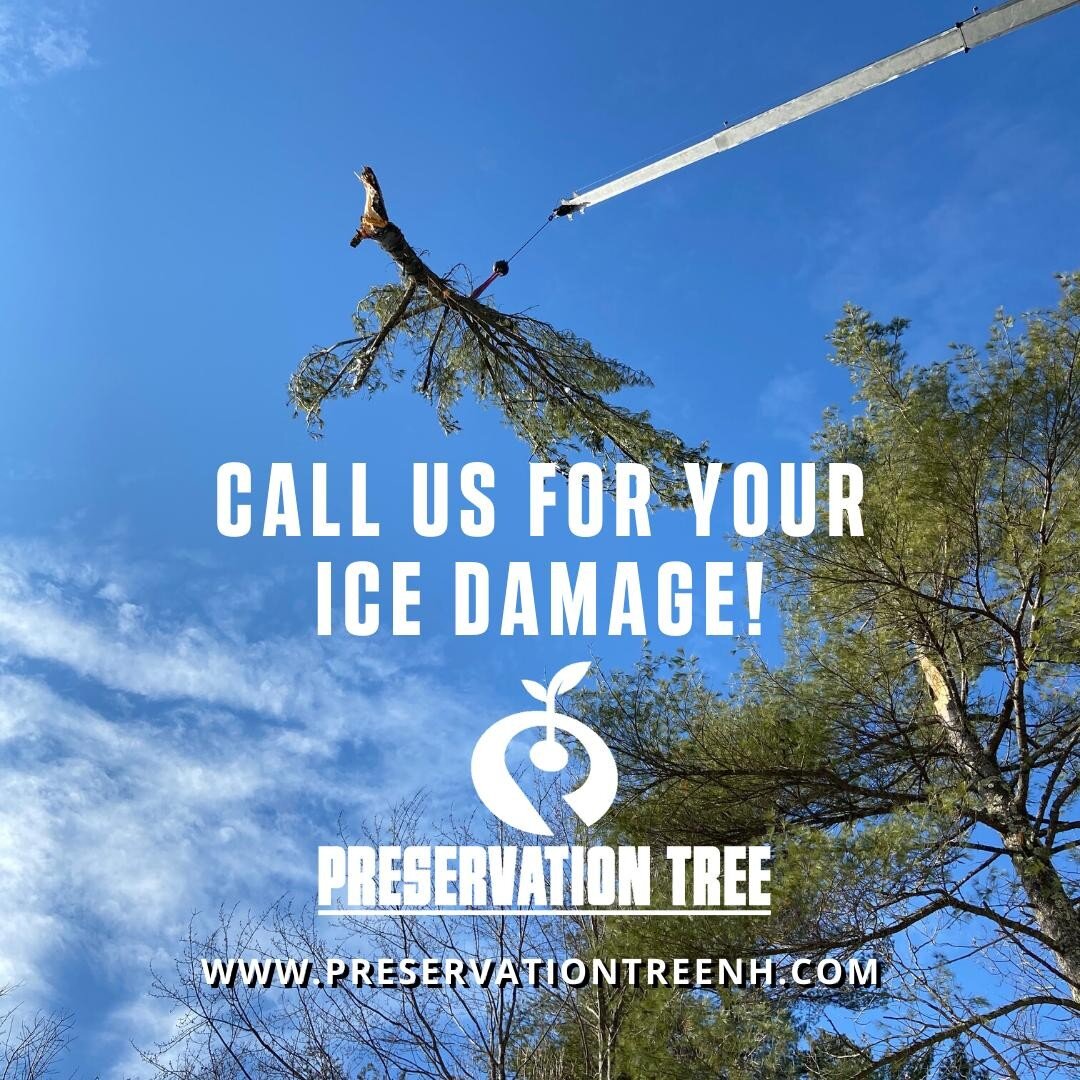 We're still cleaning up ice damage from weeks ago!  We'd love to help you take care of those dangerous limbs!