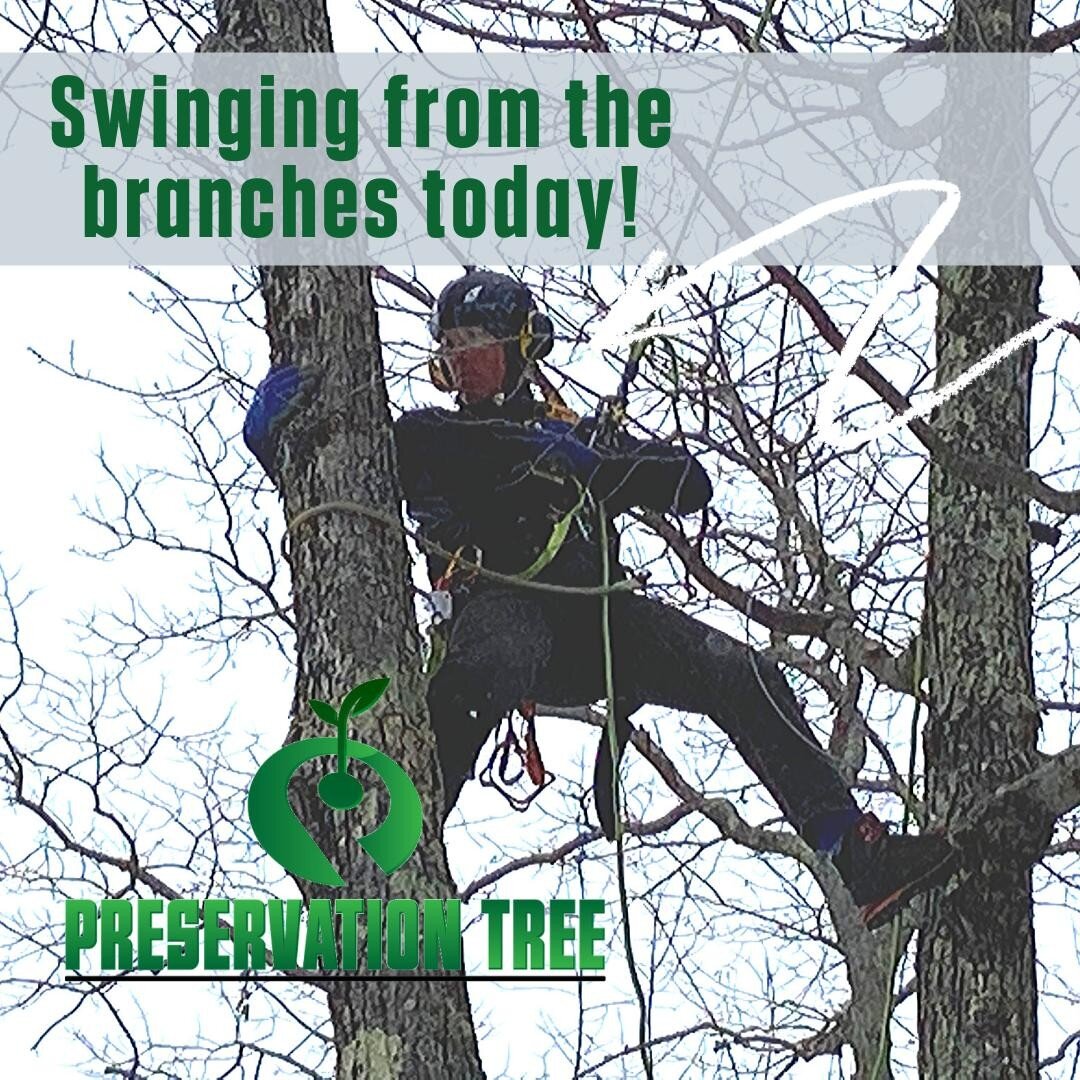 We had a crazy week and we finished it off swinging from the trees before the snow fell! Interested in having us take care of your trees? Link in bio!