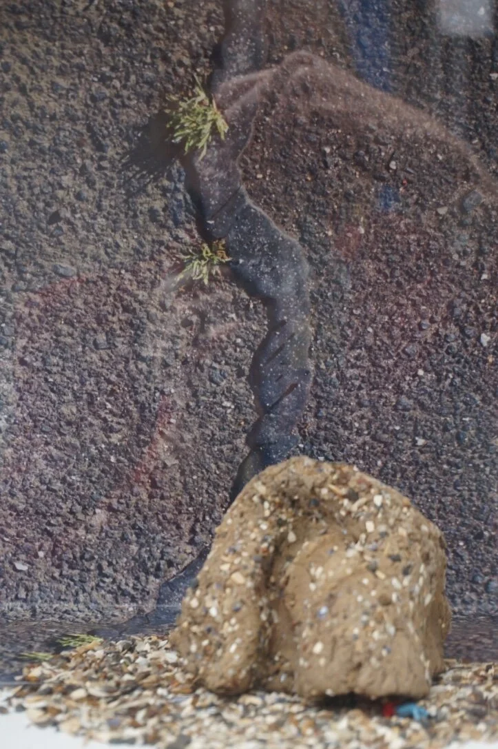 I am wondering about taking Temitaries out on my walk. Placing them on the tar seams that fill the cracks in the path, at the points where the soil has finally broken through and little green shoots appear. I am wondering about clay houses and bios