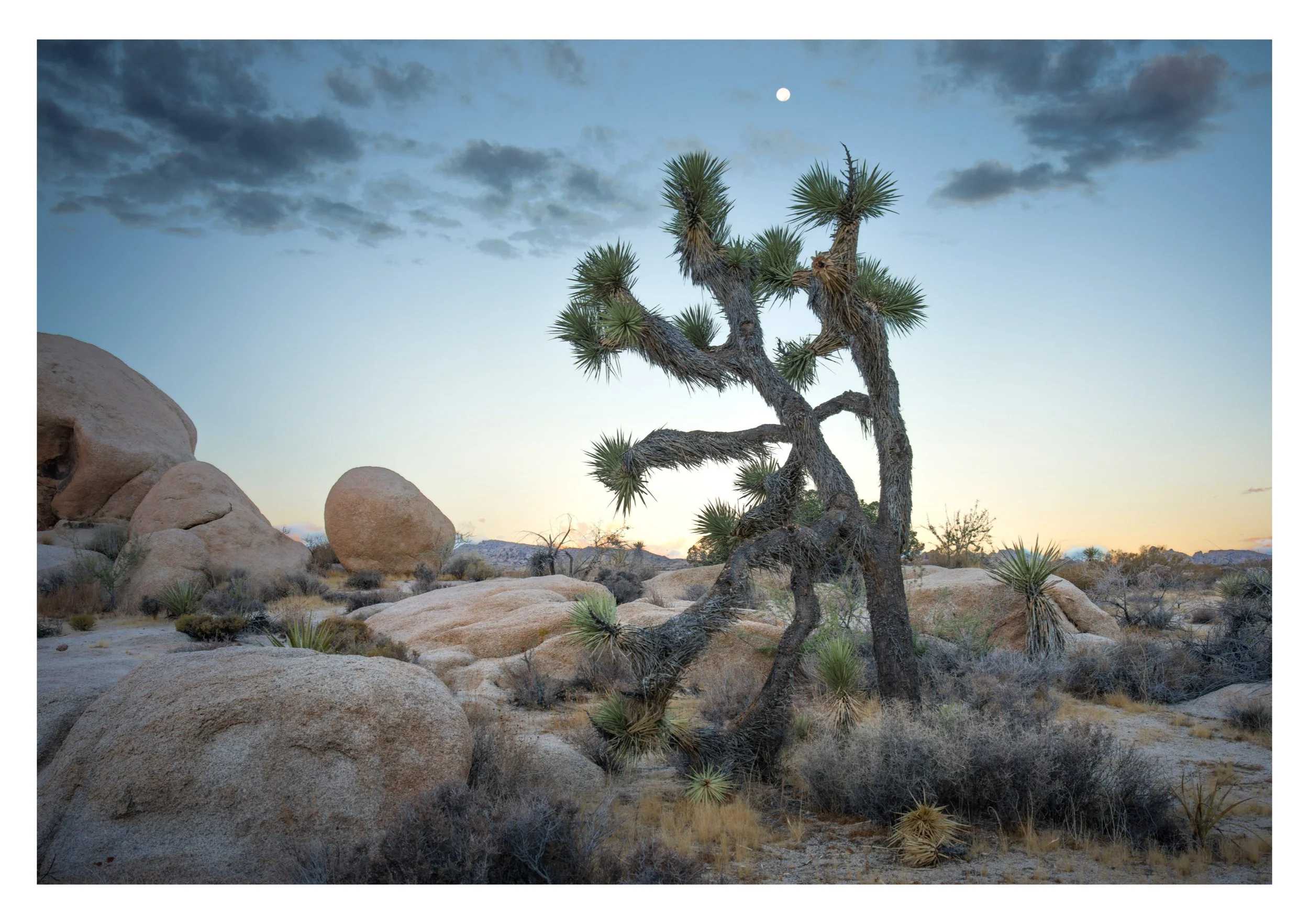 spooky joshua tree.jpg