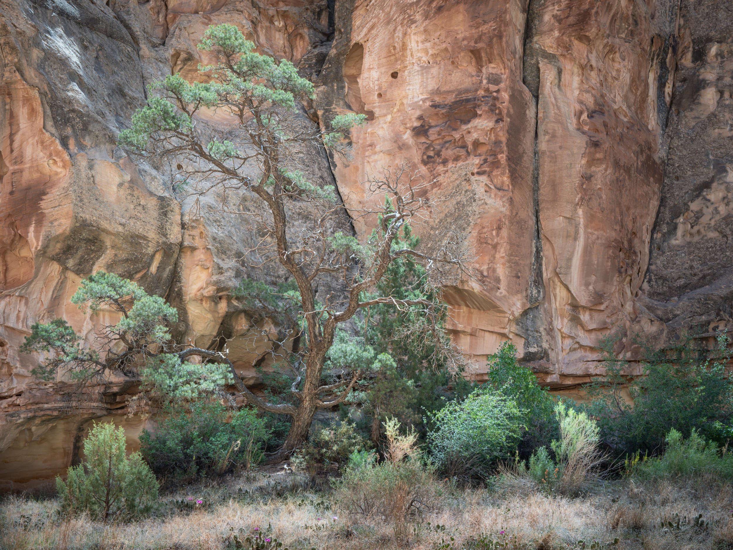 canyon father