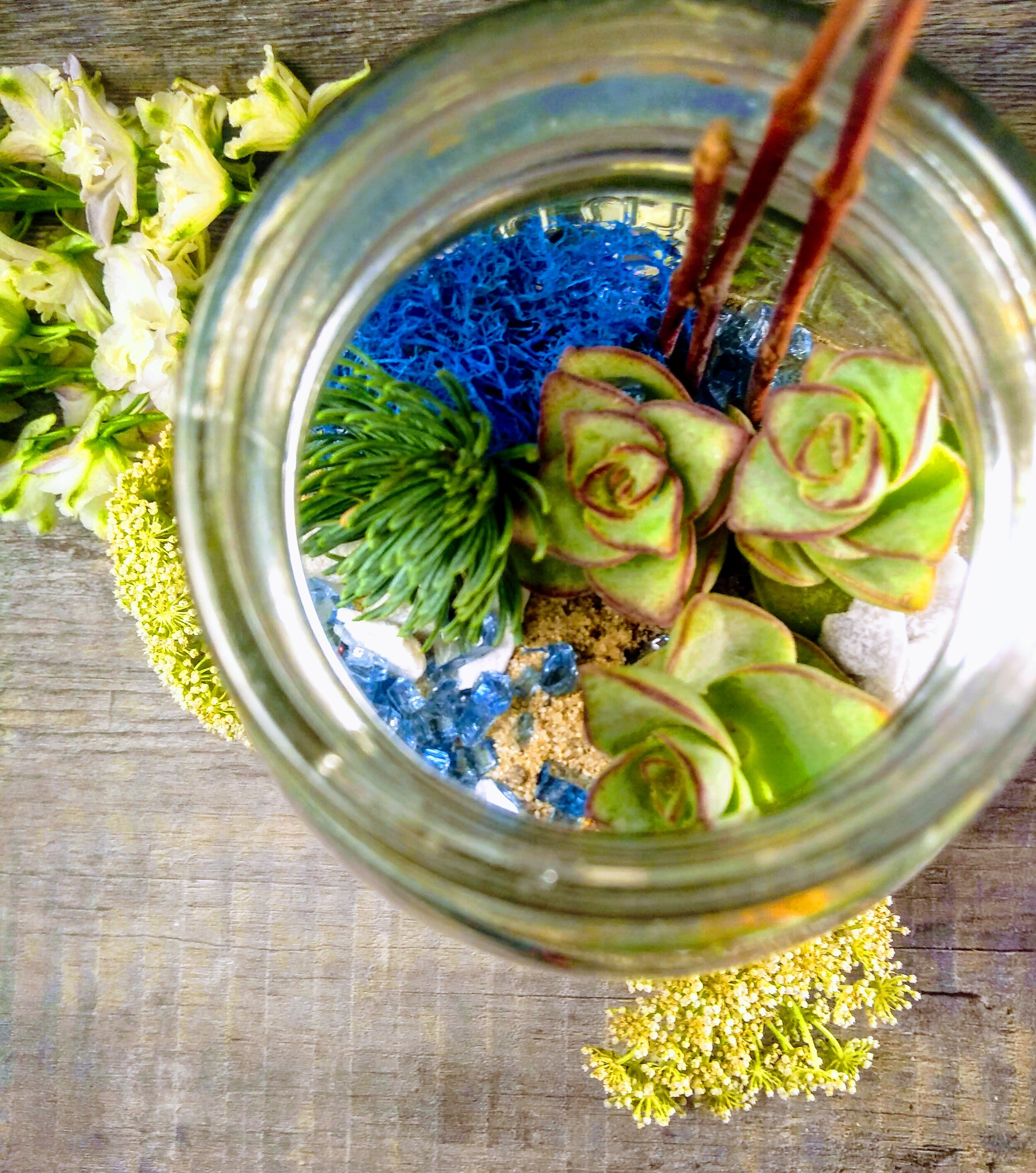 Birds Eye Mason Jar Terrarium.jpg