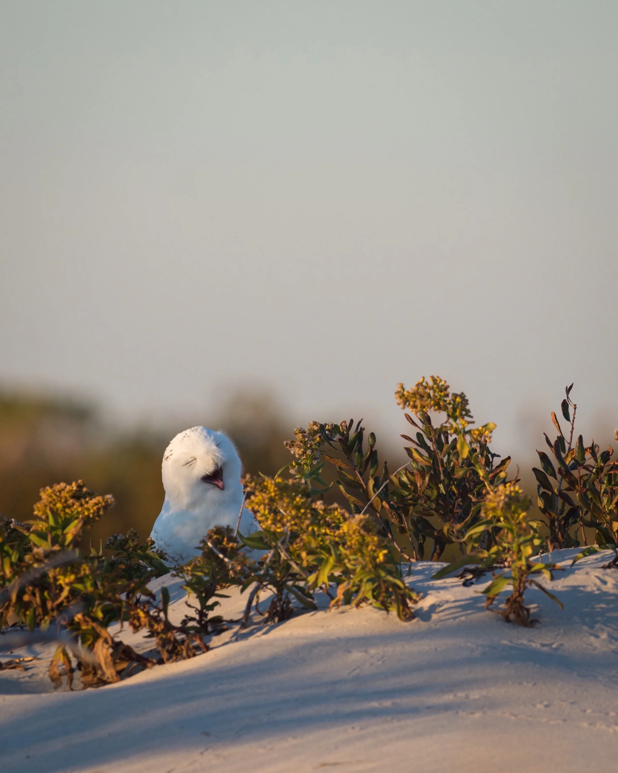 HANCE_6133-Grand Owl Time.JPG