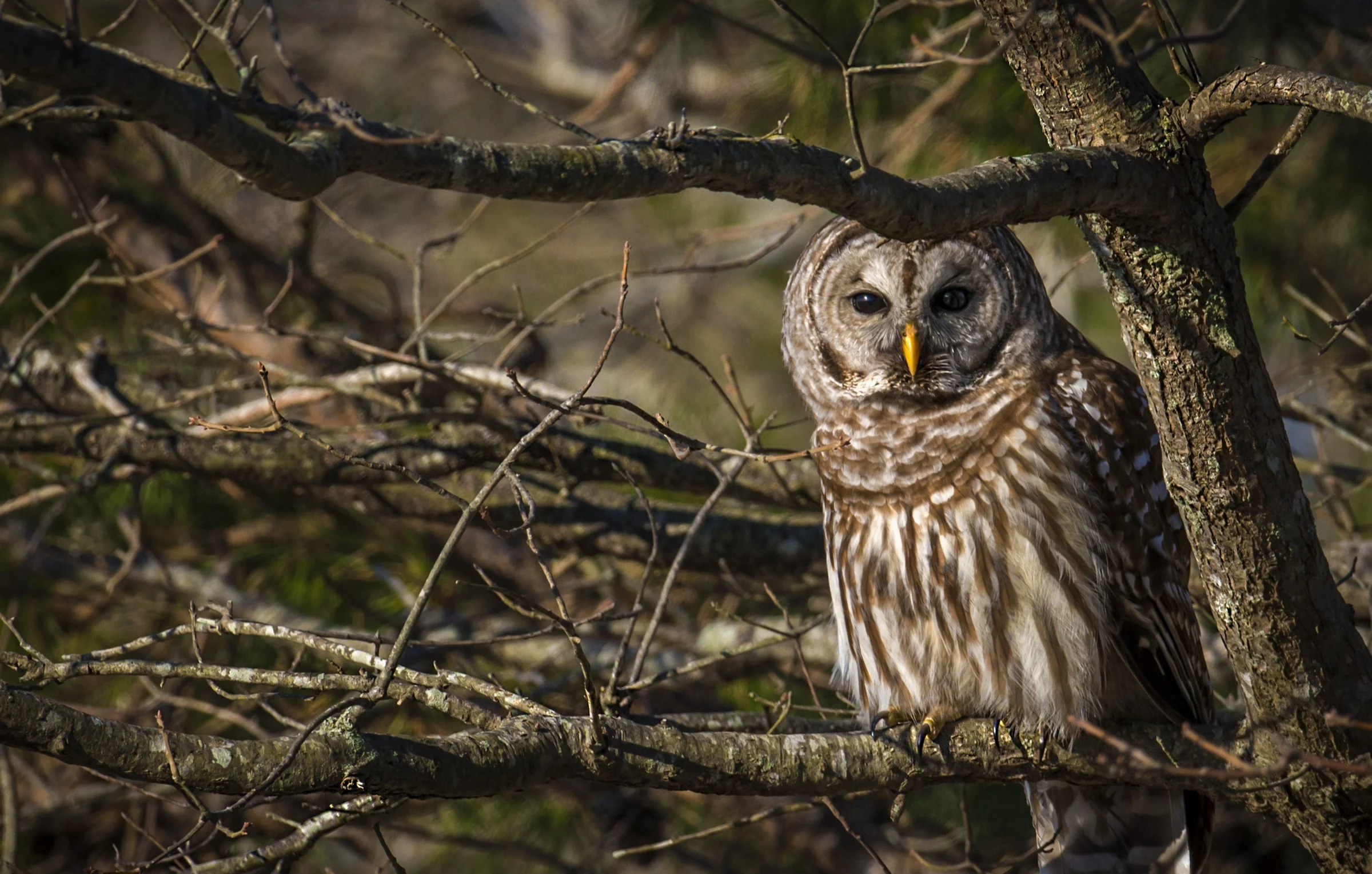 HANCE Barred Owl_0029-20 30.JPG
