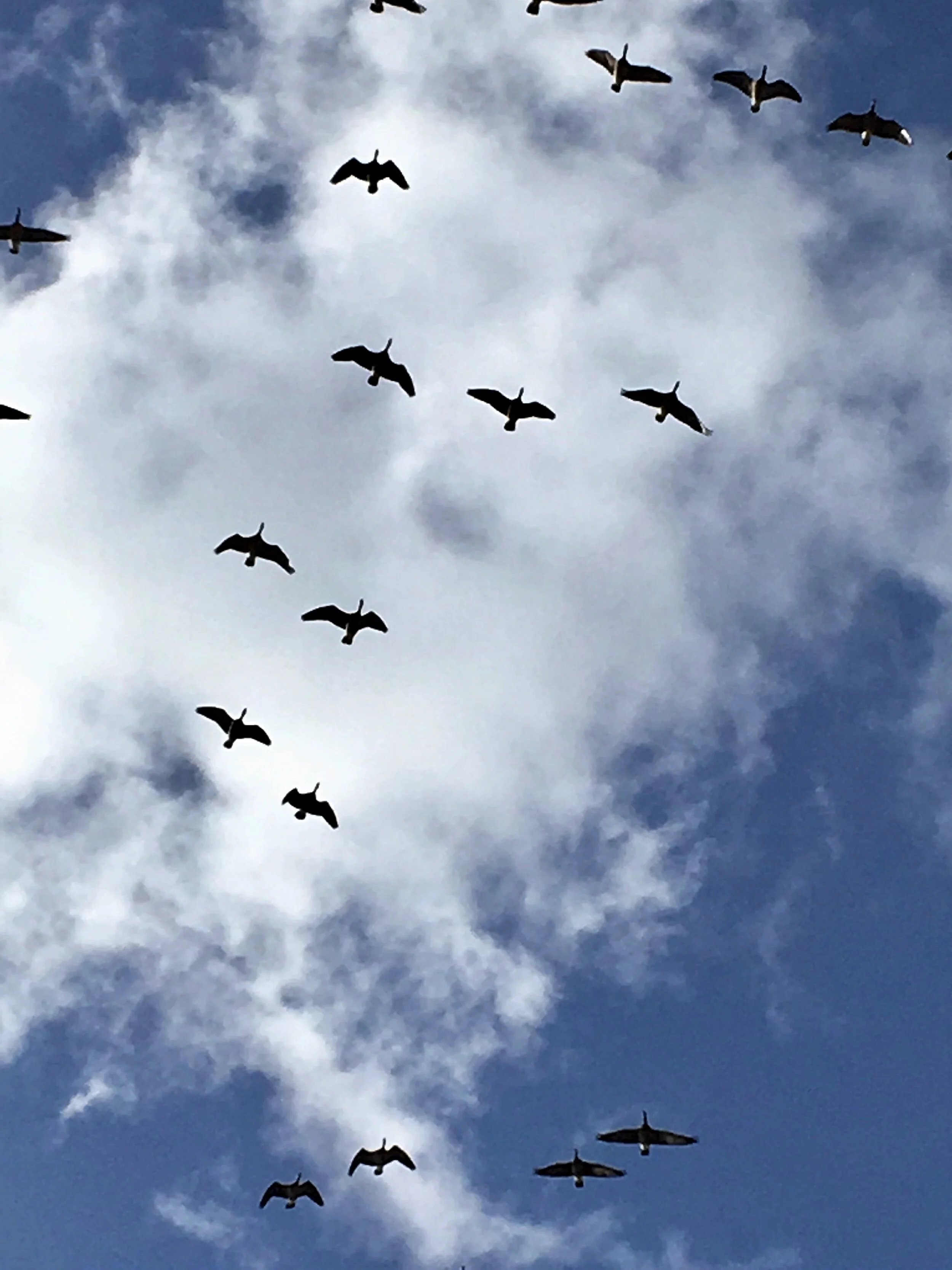 geese in flight.jpeg