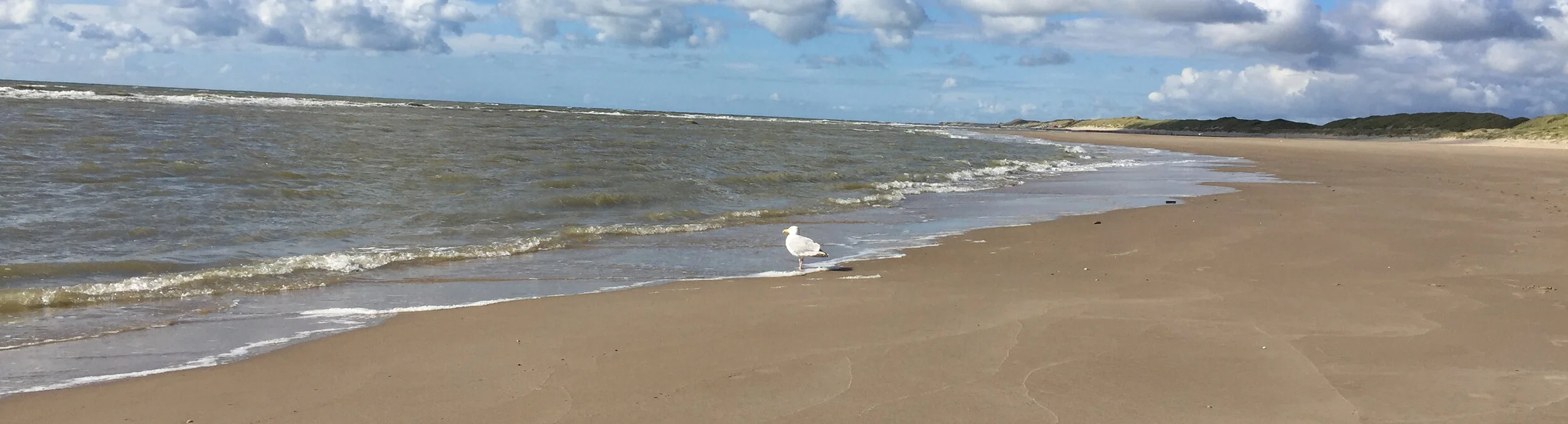 banner3vogel.jpg