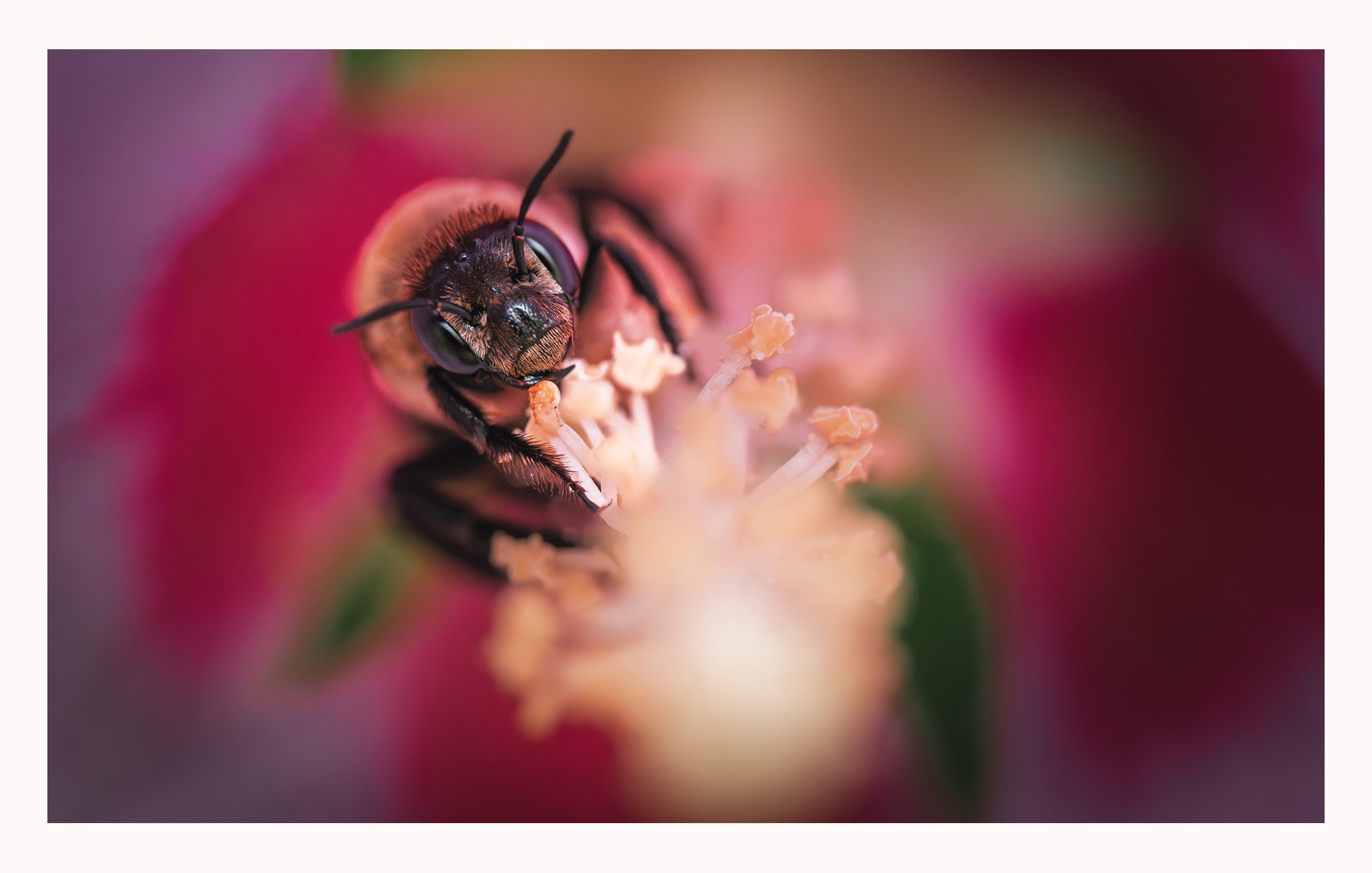 july122026_backyardbee1_website.jpg