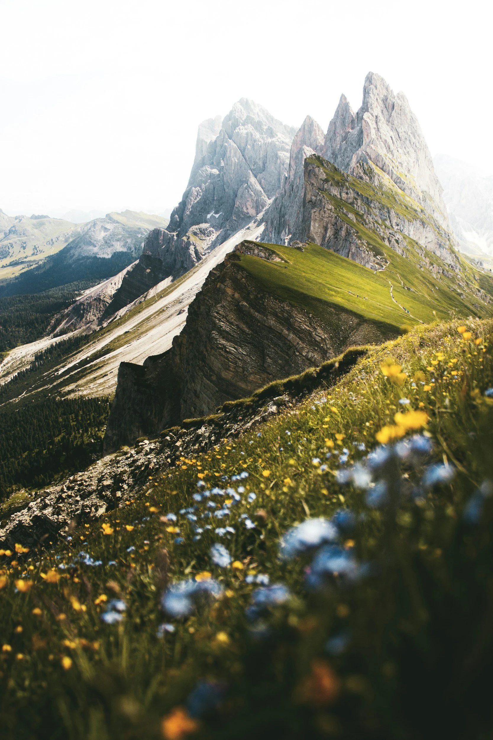 image of mountains in the background with flowers and grass in the foreground