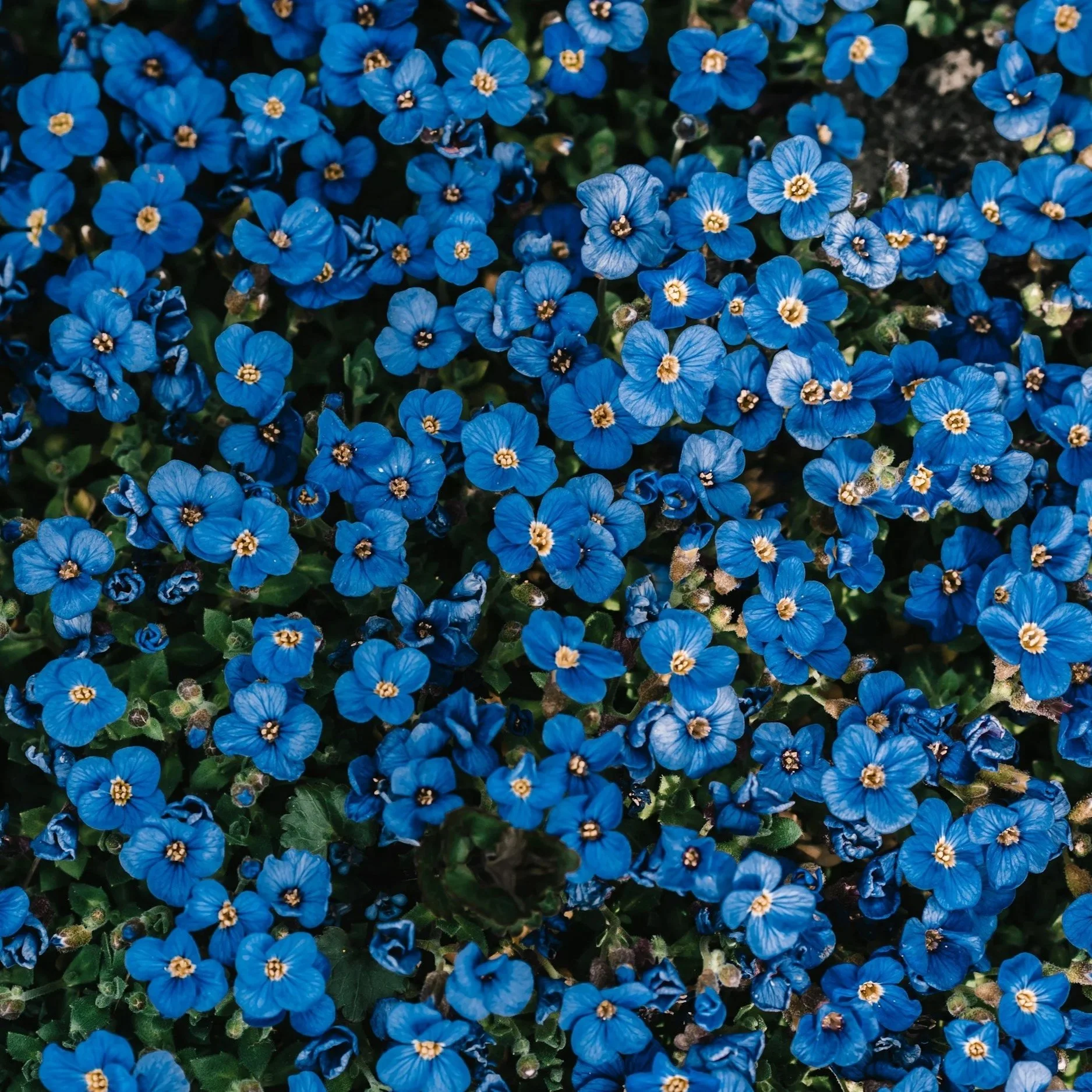 blue flowers