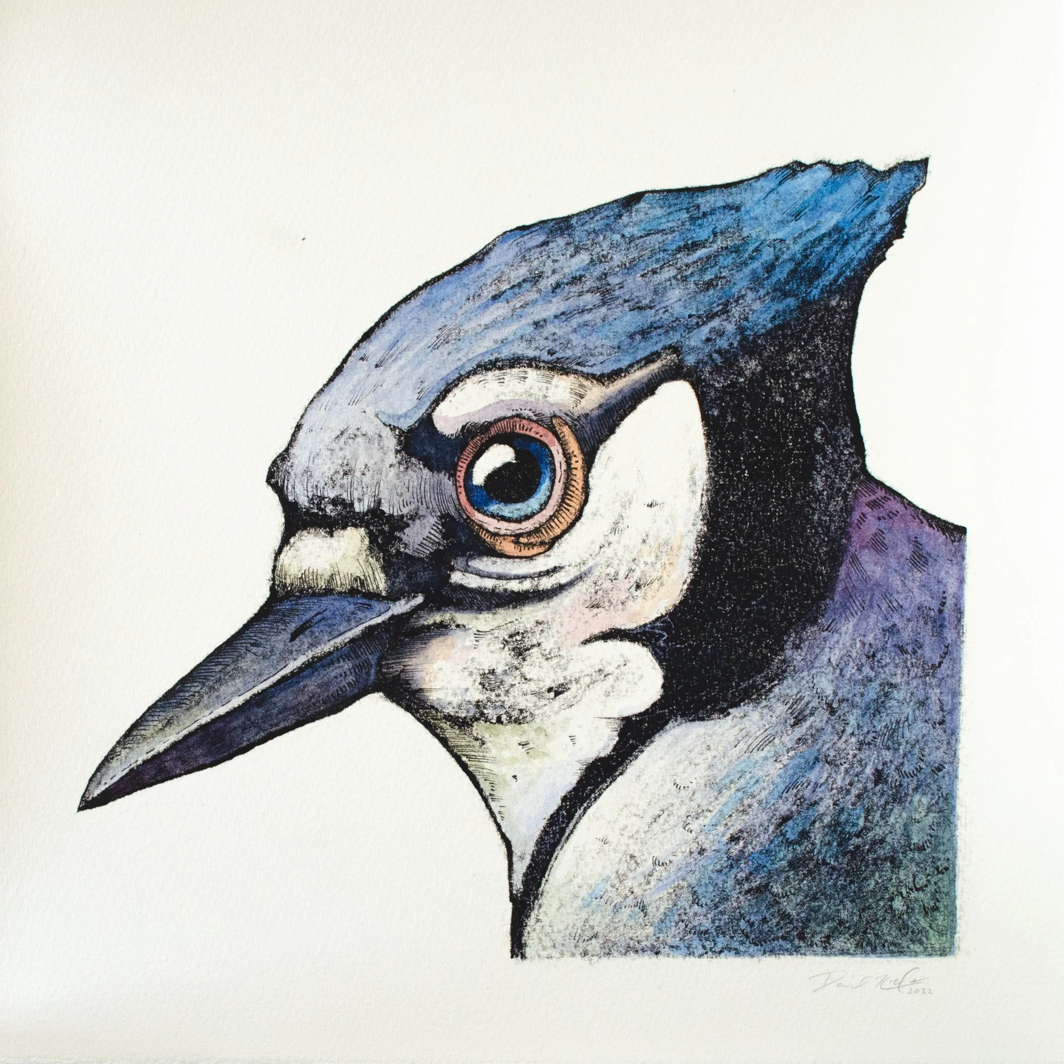 Bluejay
