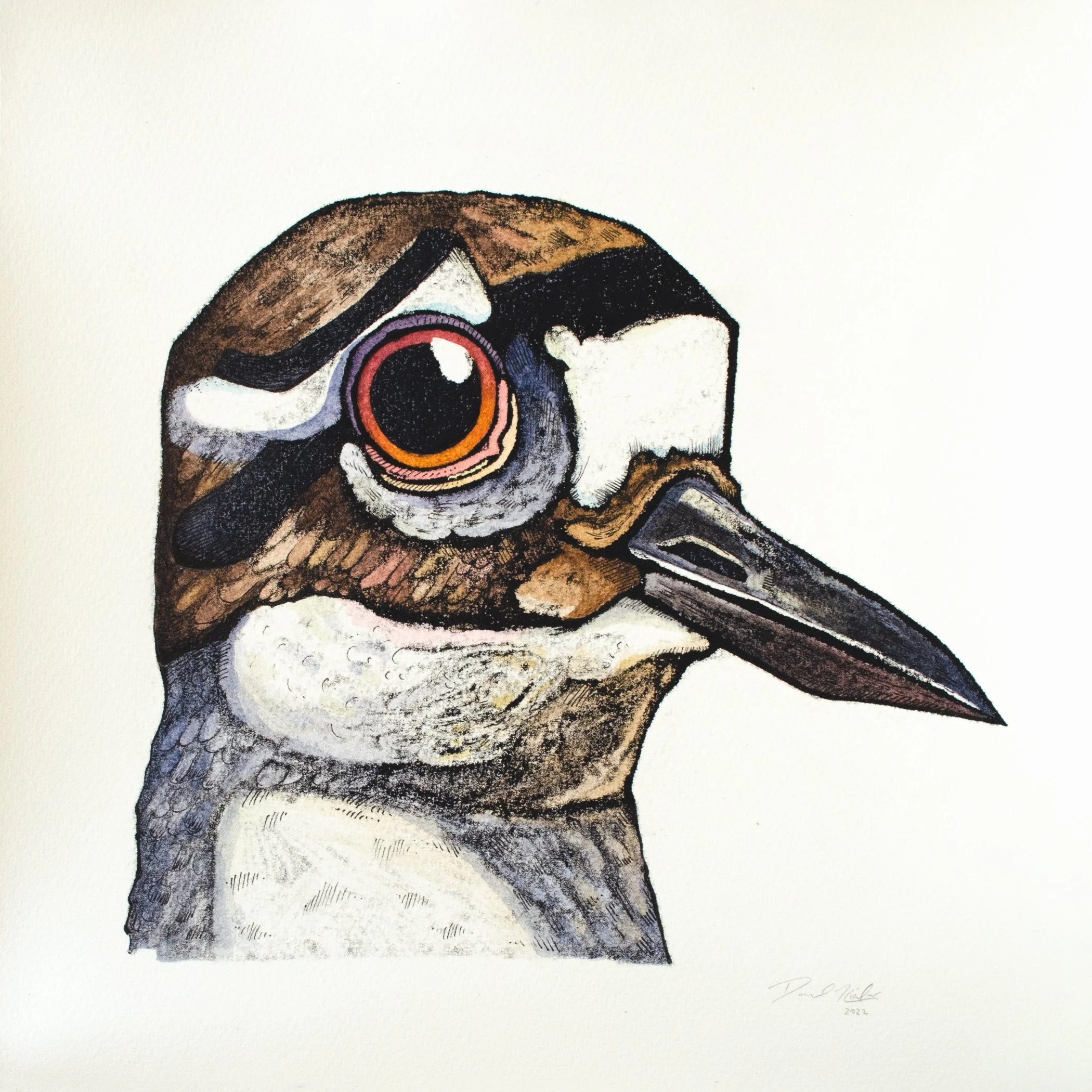 Killdeer