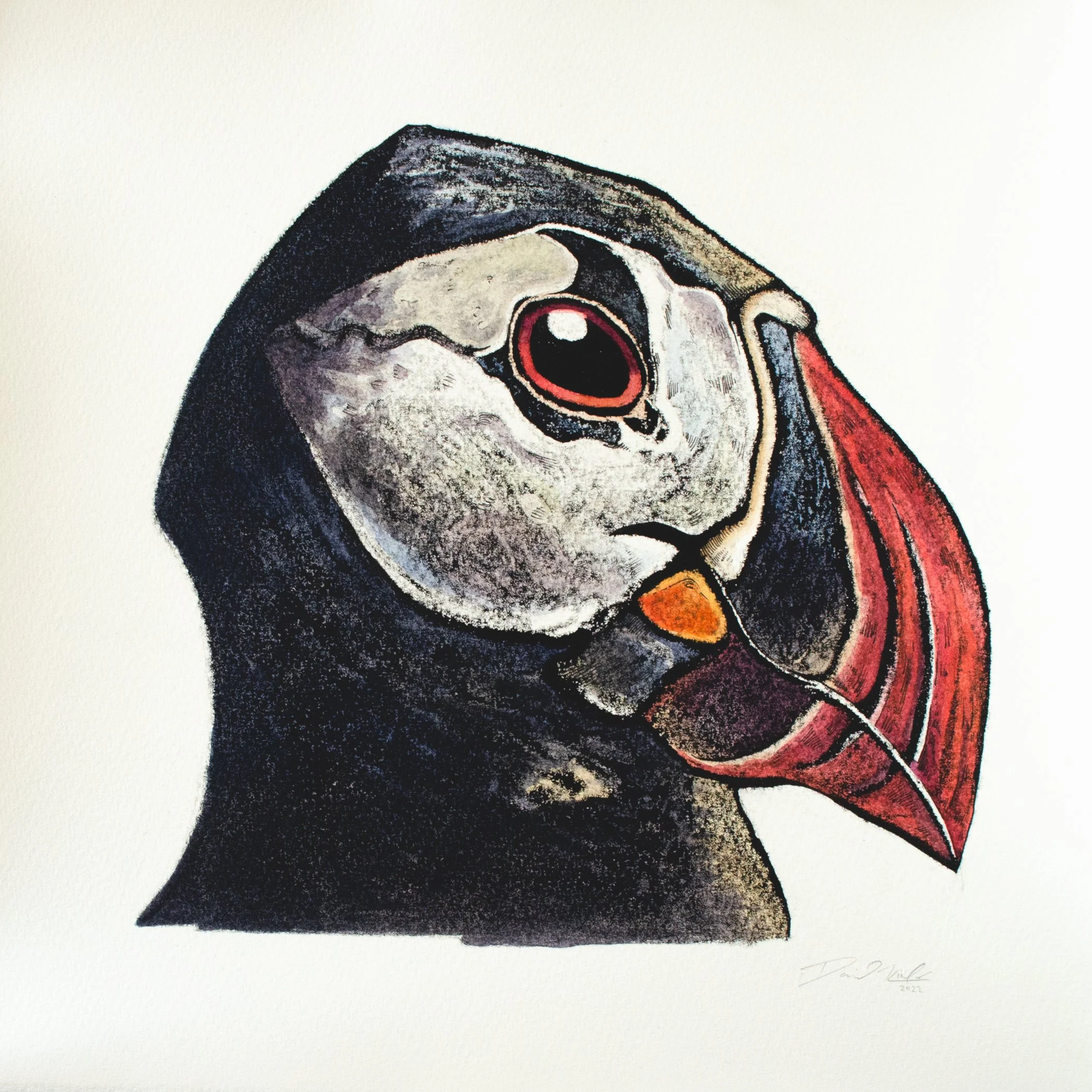 Puffin