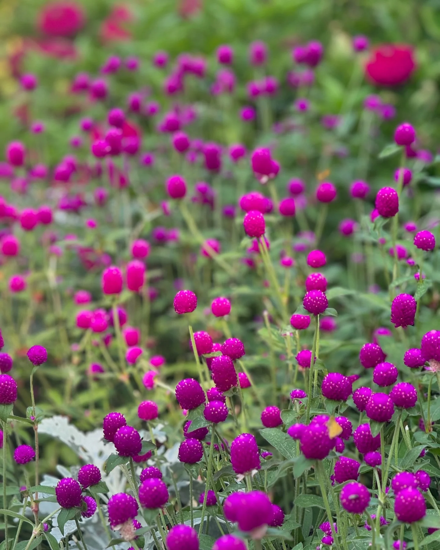 A beautiful summer day at @longwoodgardens scoping out color palettes and new flower varieties!