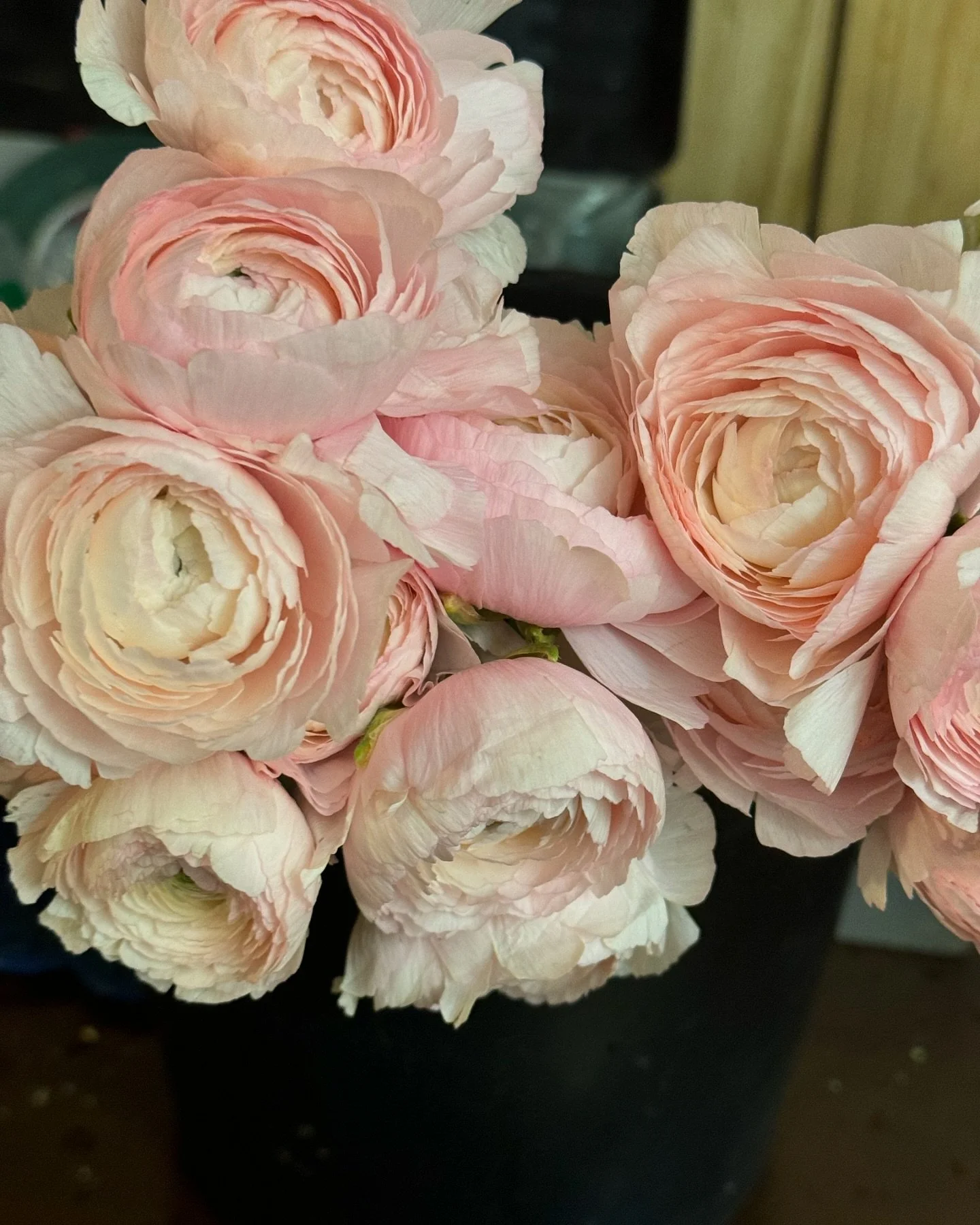 Ooooh my! Clooney ranunculus, blush gomphrena, and calcynia heather for this weekend&rsquo;s wedding. Yay for September flowers.