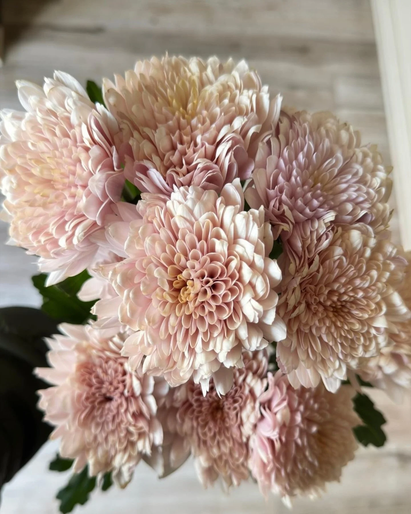 Cafe Latte cremon mum. We are loving this variety and can&rsquo;t wait to use it!!