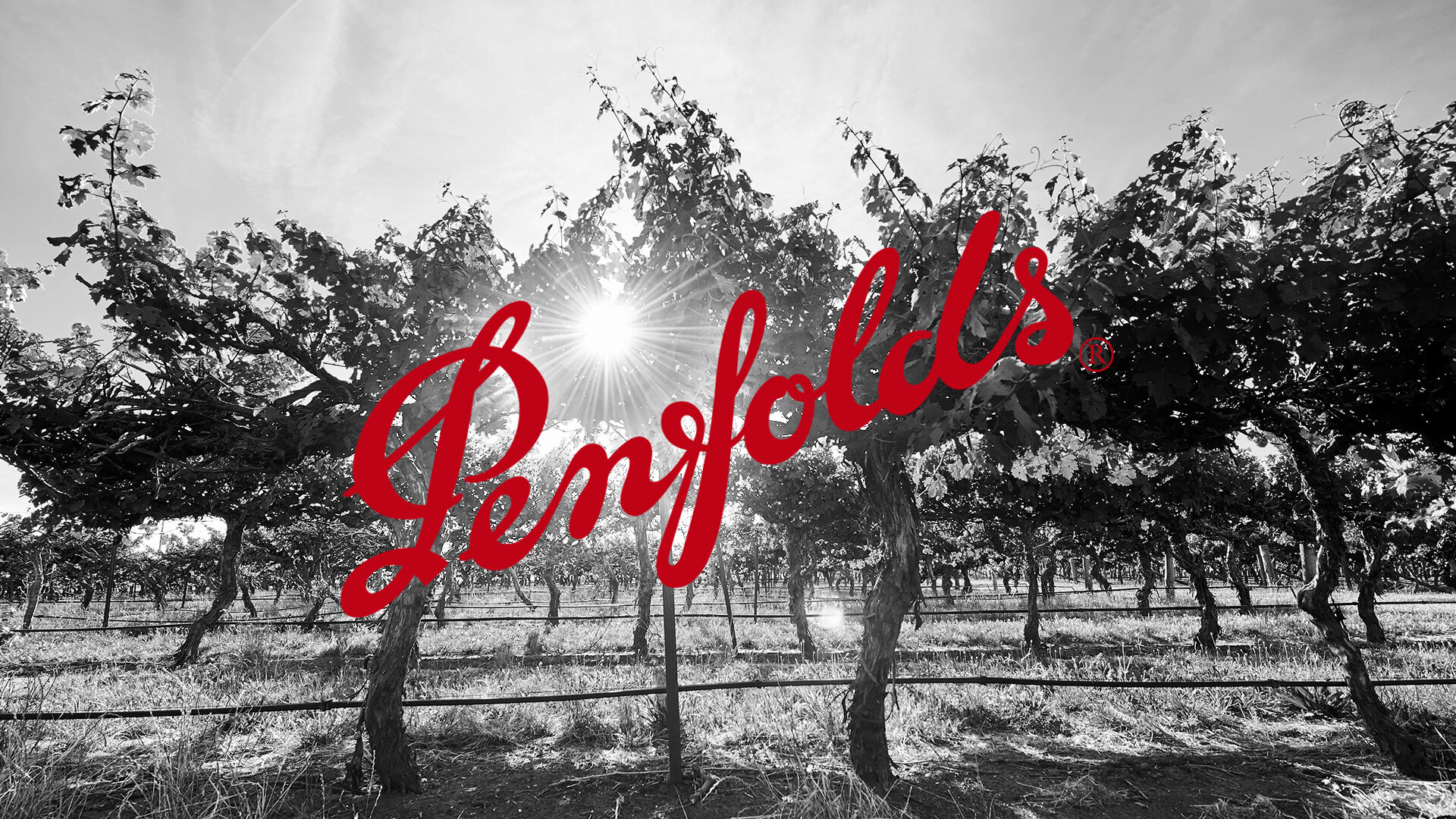 Penfolds_2020CollectionRelease_VideoBackgroundImage_B.jpg