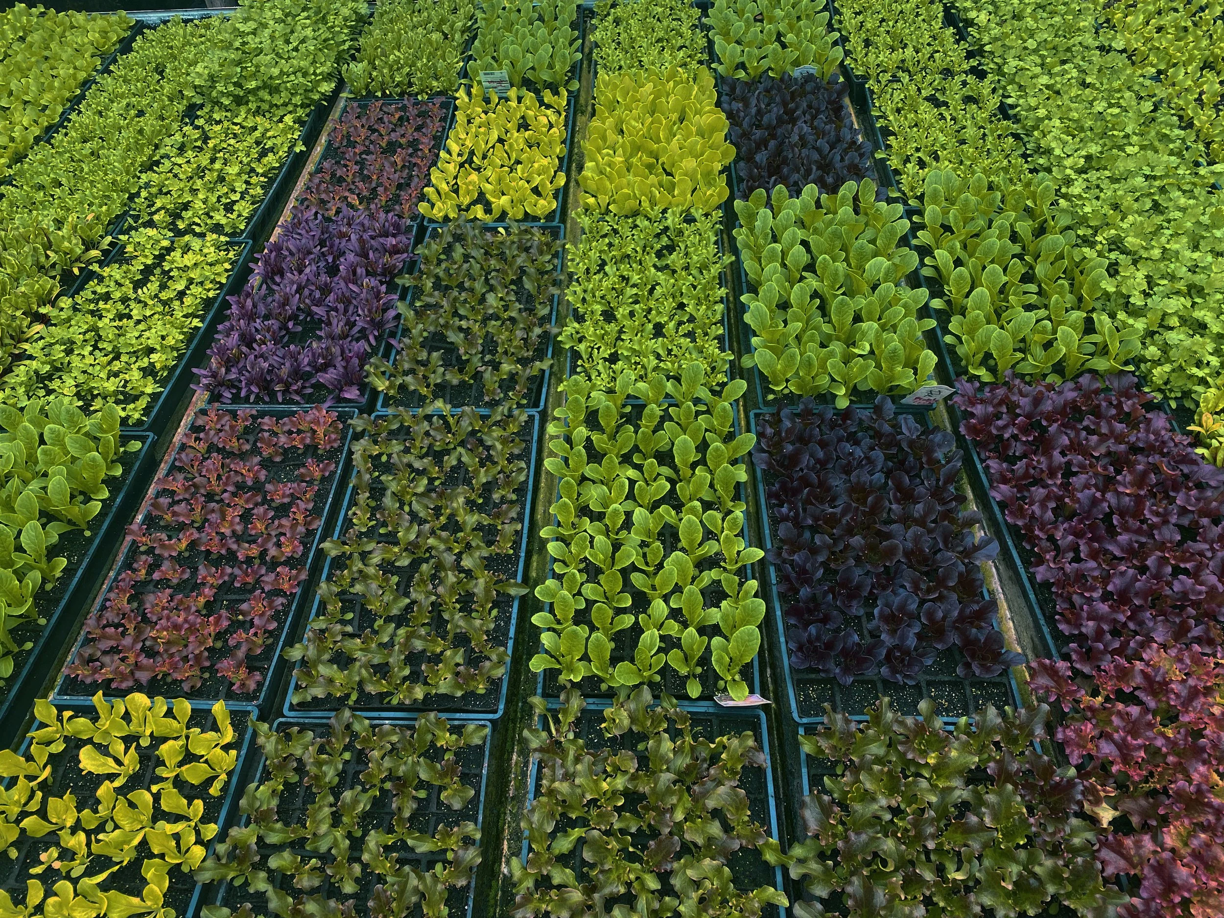 Broque Hydroponics LETTUCES.jpeg