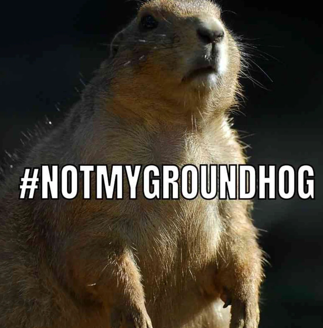 We crunched the numbers, let it marinate, and decided to ignore all professionals.

We&rsquo;re siding with the CANADIAN groundhog 🦫
Sorry, Punxsutawney Phil - If Wiarton Willie says early spring, we choose to believe him. 

#notmygroundhog #groundh