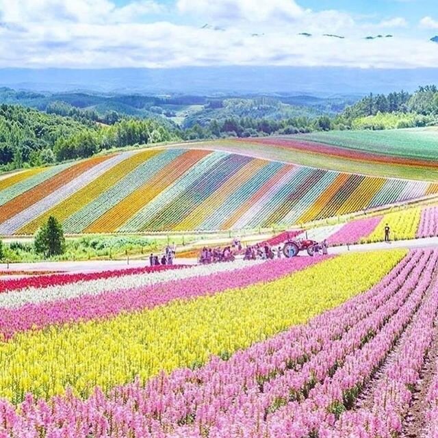 The world is your canvas to color anyway you want. How gorgeous is this field of flowers in Tokido Japan. Repost @dearannabellenyc 
#farmtomita #dearannabellenyc #mothernature #flowerpower #flowerphotography #flowerstagram #fieldofflowers #fieldofdre