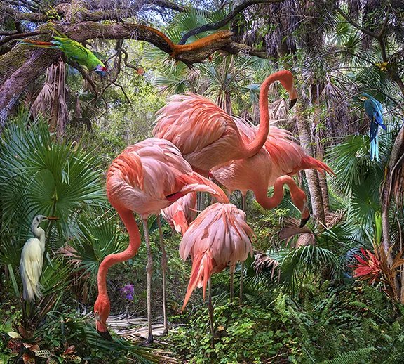 Lost Flamingos and Some Aquaintances