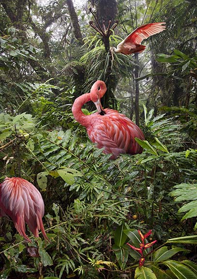 Two Lost Flamingos and a Spoonbill