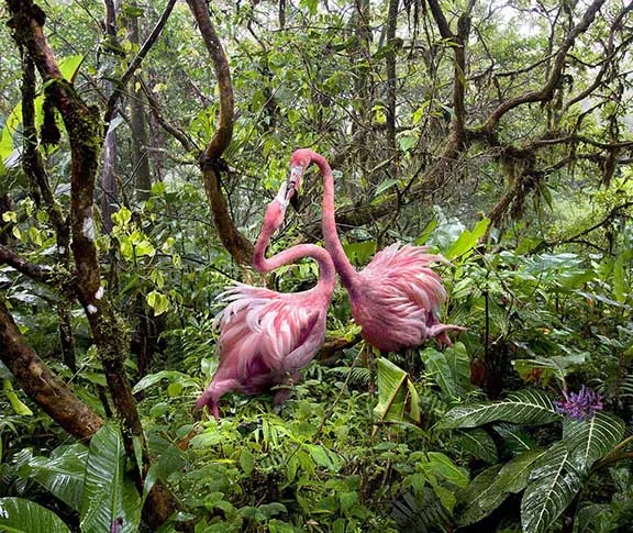 Two Lost Flamingos Find Love in the Jungle