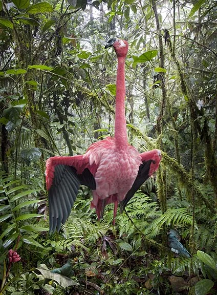 A Courageous Lost Flamingo