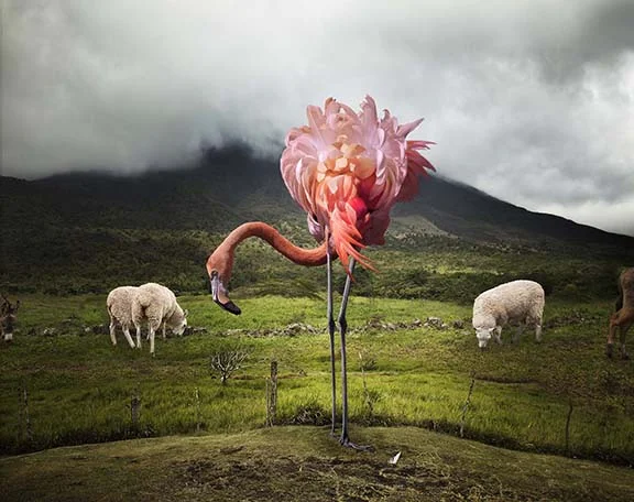 A Lost Flamingo at High Elevation