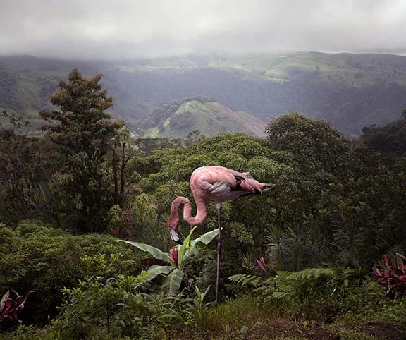 A Lost Flamingo Curious About a Flower
