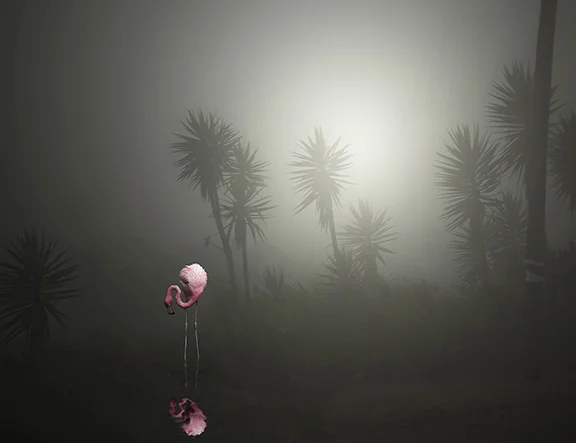 A Lost Flamingo in the Fog