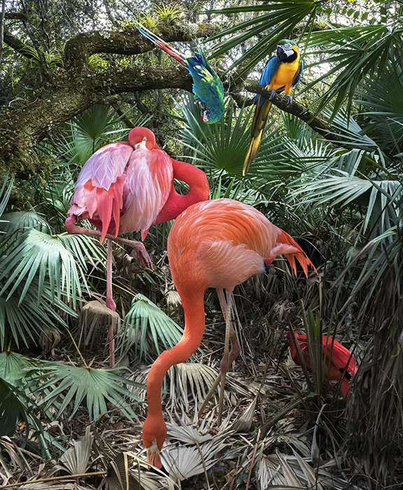 Two Lost Flamingos with some Friends
