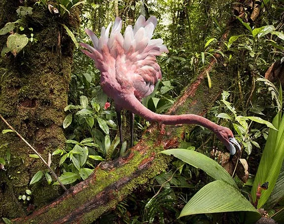 A Lost Flamingo Meets a Butterfly