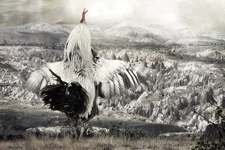 This I Tell You, With These Wings I Shall Fly!