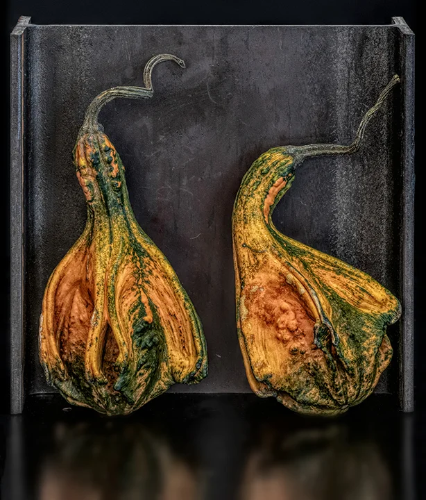 xxxxxxpumpkinsnov4a_00450raymacromlumcropflatA.jpg