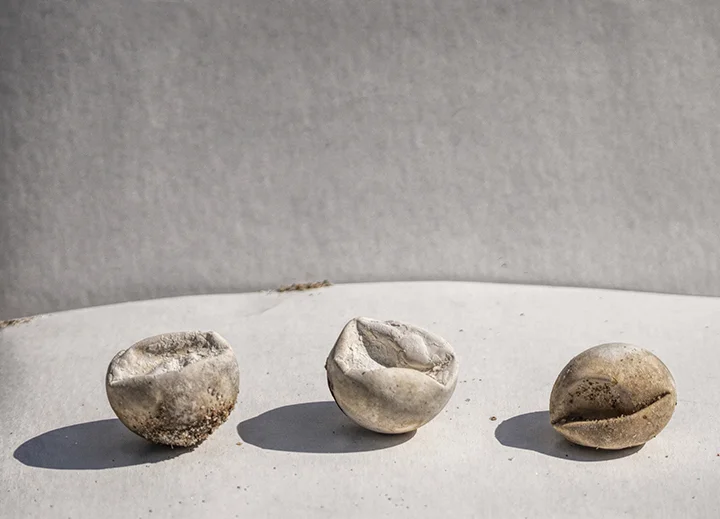 Three Sea Turtle Eggs
