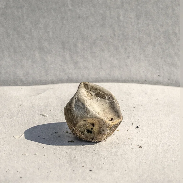 Sea Turtle Egg 4