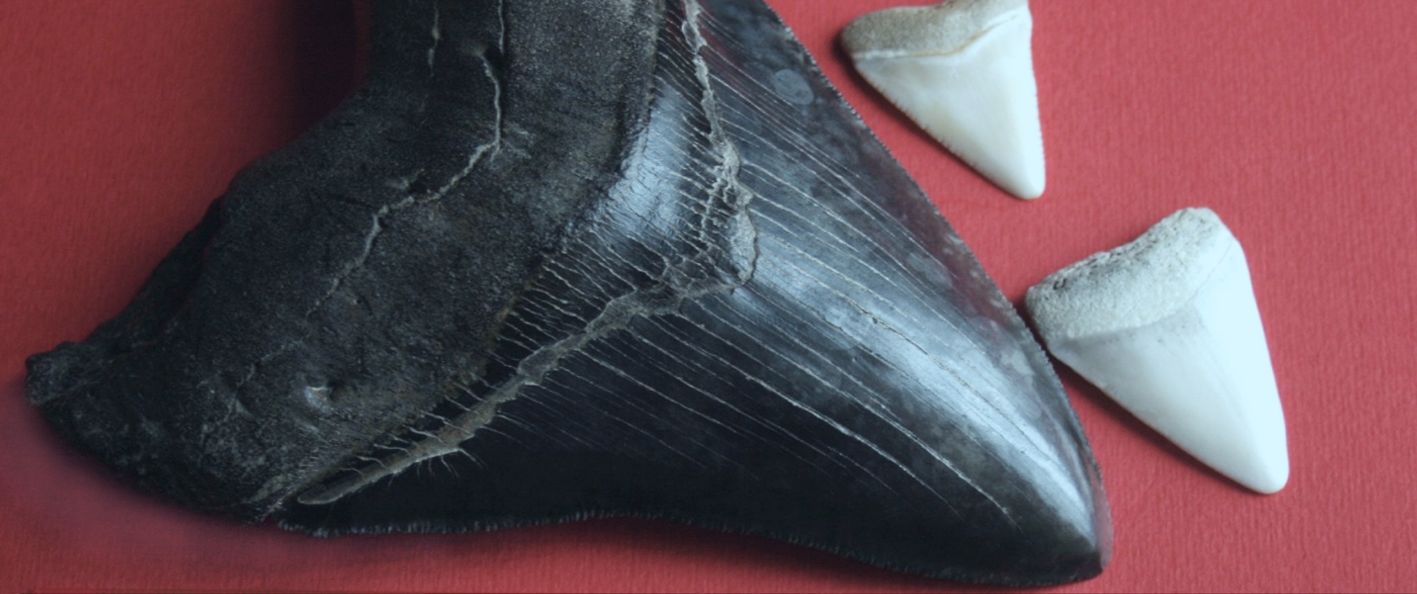 Megalodon_tooth.jpg