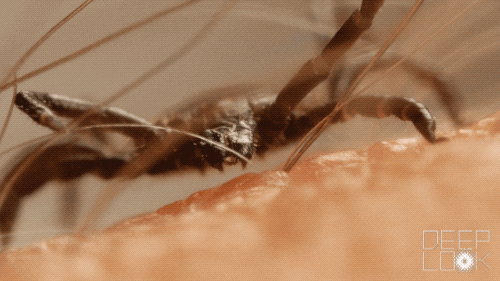 Dave DIY | TICK TALK