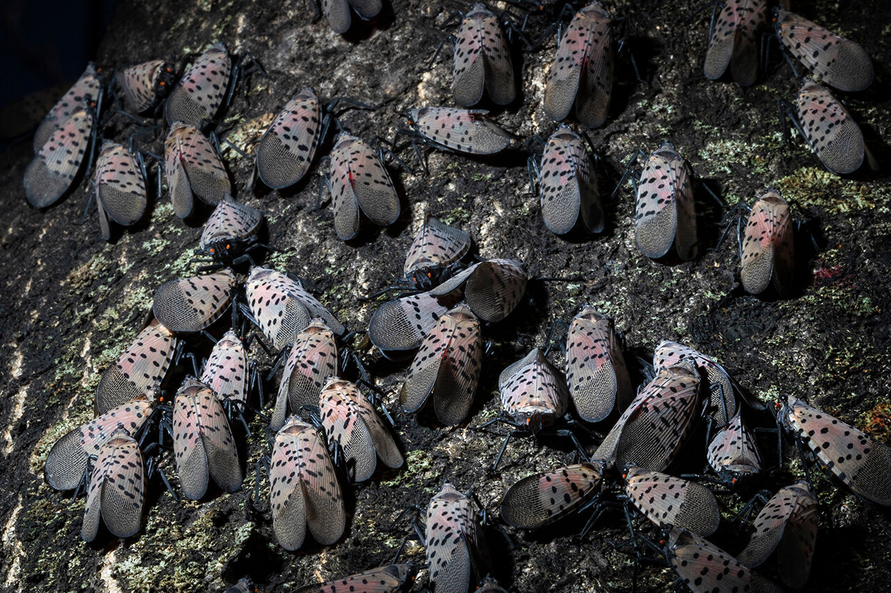 Spotted Lanternfly gathering