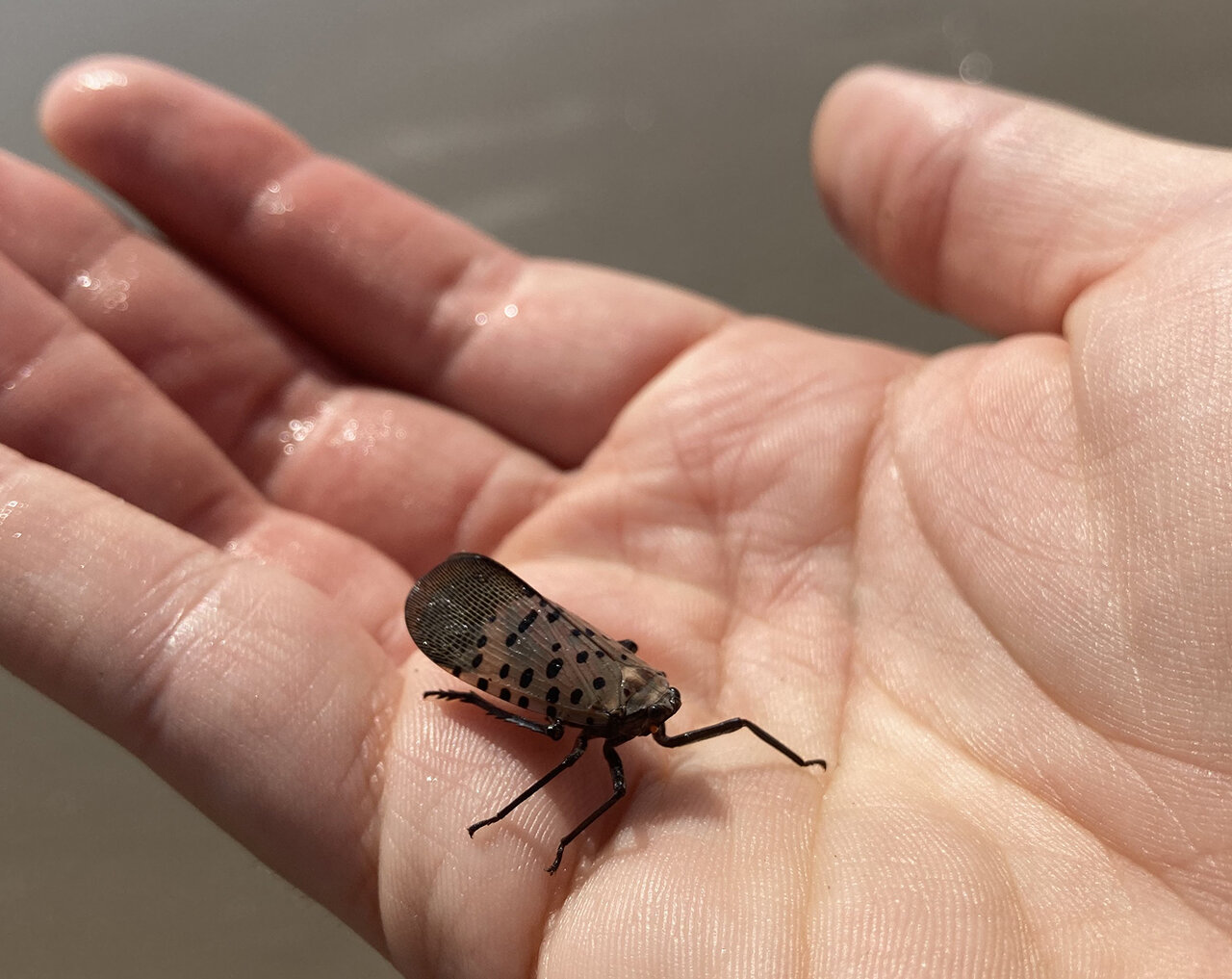 Spotted Lanternfly closeup