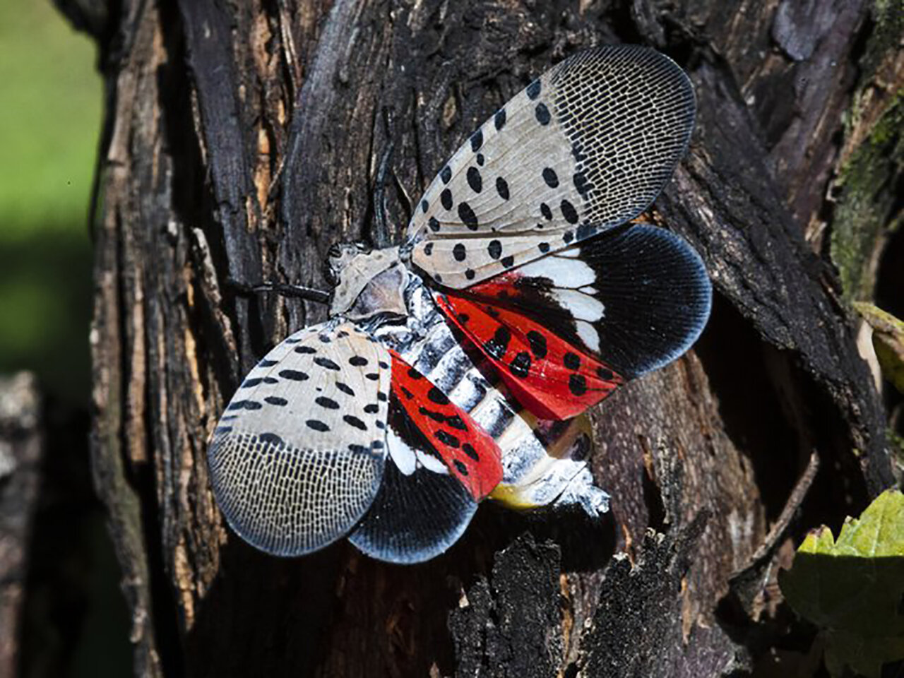 Spotted Lanternfly