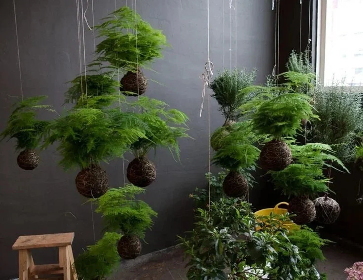 Dave DIY | The Best Low Light Plants for your Home Office  Speak To Dave |  Brooklyn's Best Property Manager