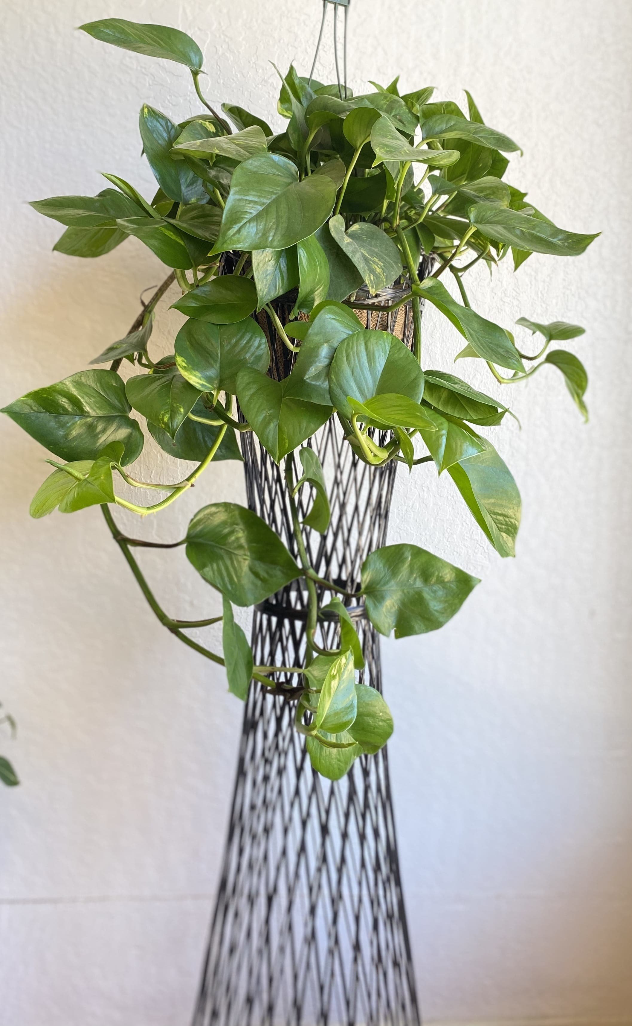 Pothos image