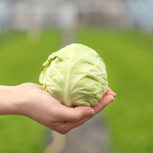 What to Do with Your St. Patrick's Day Parade Cabbages