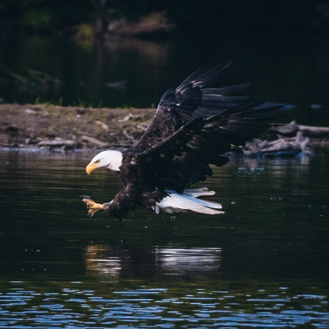 Bald Eagle