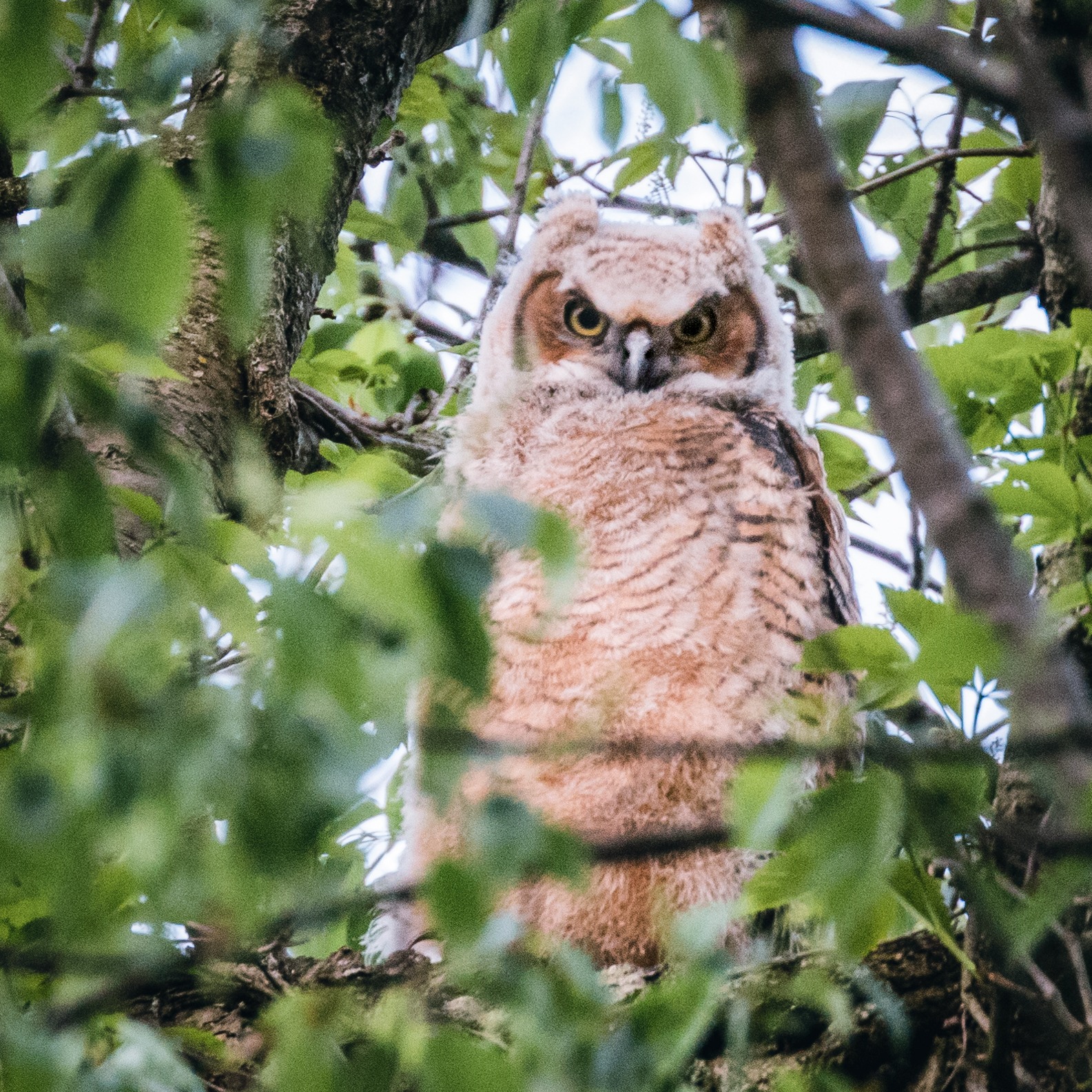Great Horned Owlet