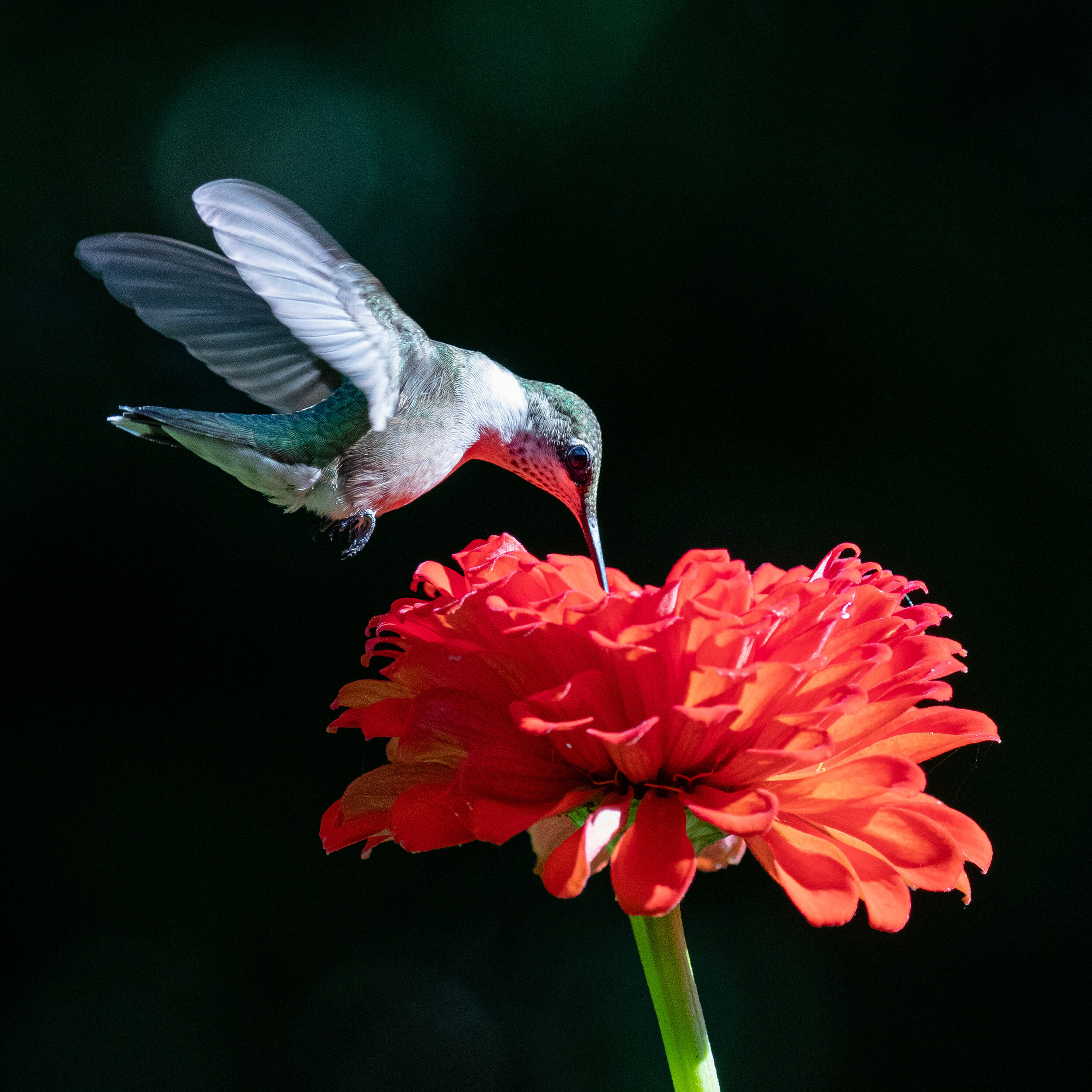 Ruby Throated Hummingbird - Marshall, NC 8-2020.jpg